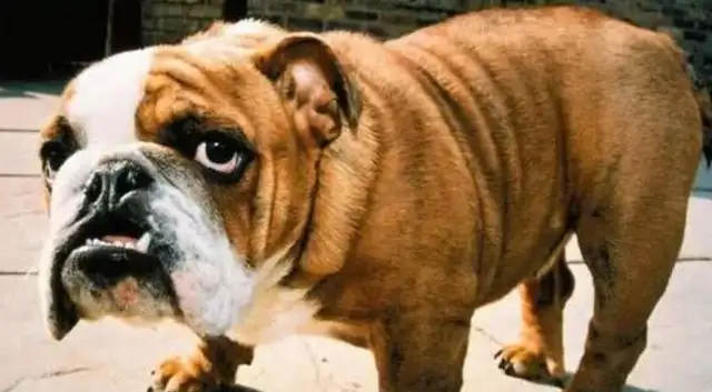 When a bulldog fights in the United States, he turns his head and bites the baby of the owner for less than a month
