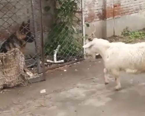Don't you have a dog? Now I'm scared of a sheep