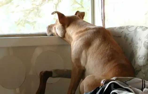 When the master comes home, the dog immediately reminds the master to turn off the TV! But it's still there