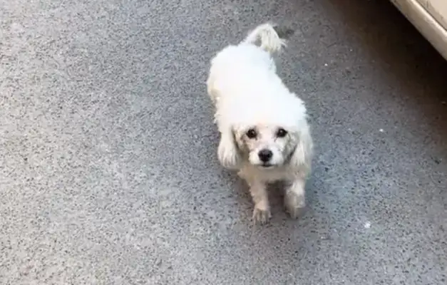If you don't like the hot water, take the dog