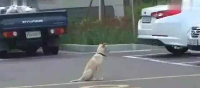 One of the dogs was sitting in an underground parking lot