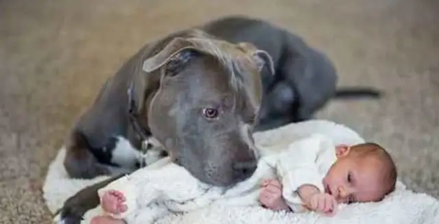 When a bulldog fights in the United States, he turns his head and bites the baby of the owner for less than a month