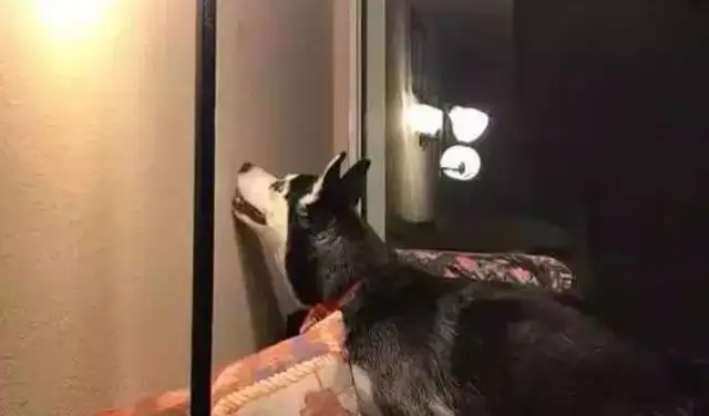 In the middle of the night in the living room, the dogs howled and the master cried at the walls