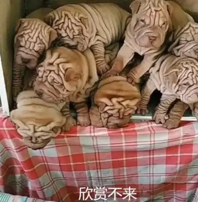 The girl was said to have had a baby with a friend's dog, and he wanted to take it home to feed her