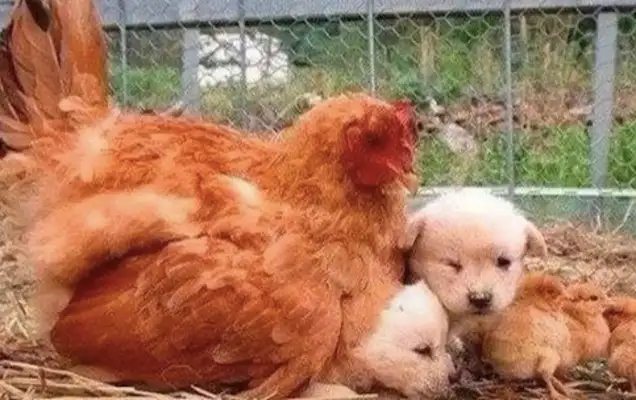 The chicken mother warmed two dogs, and the chicks stood by: Are you still my mother
