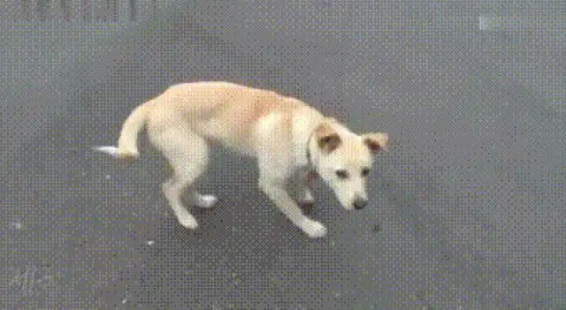 One of the dogs was sitting in an underground parking lot