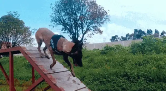 The best police dog's parents gave birth to their only son, and the baby's name is