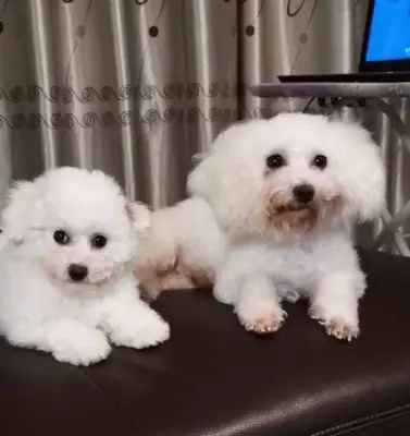 Two bear-dogs who cannot be separated from their master, and will not grow on their master