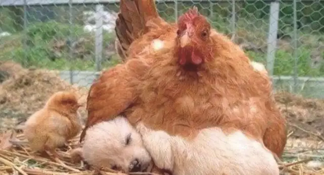 The chicken mother warmed two dogs, and the chicks stood by: Are you still my mother