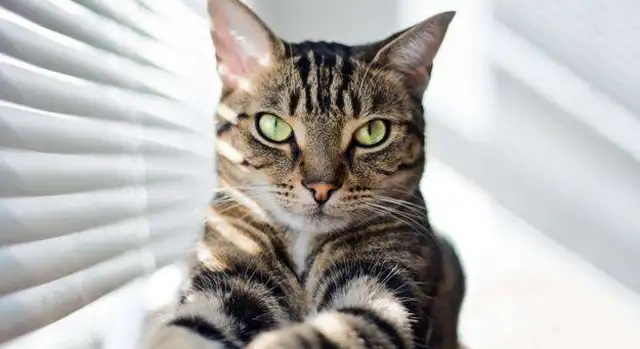 Walking a dog happens to meet a cat running right over