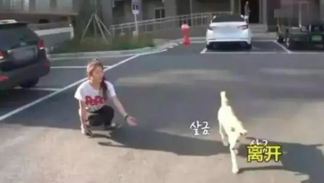 One of the dogs was sitting in an underground parking lot