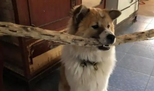 I'm a pet dog. I can't help it
