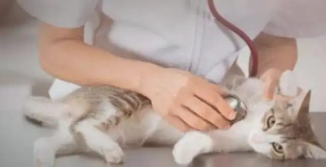 It's 90% of what a pet dog in a pet clinic consumes. Yes