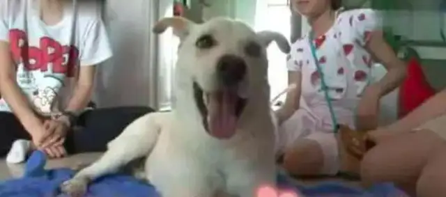 One of the dogs was sitting in an underground parking lot