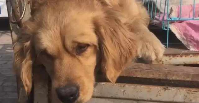 Shandong: Golden fur dogs are sold for sleeping and snoring. Dogs in the city have no love