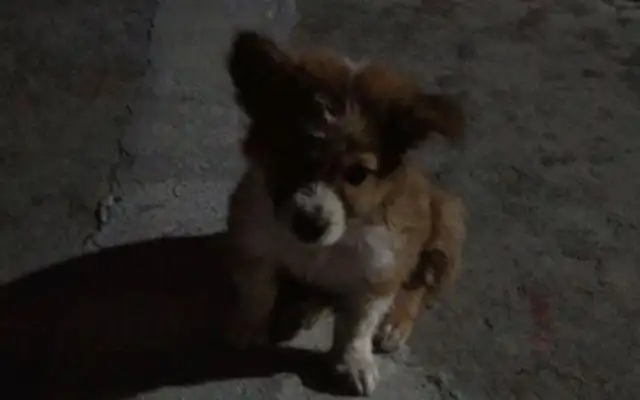 The stray dog was starving and licked the bag, and the girl came right back after she pulled out the snack