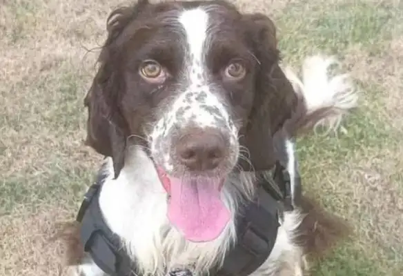 You want to have a police dog? The first retired police dogs in Shanghai are open for adoption
