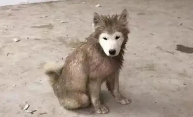 Dogs used to play in the mud, but the only thing they could do was clean and clean