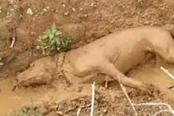 The dog's out for an hour, and he's so angry that he just wants to hit him. It's..