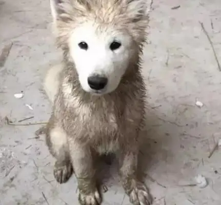 Dogs used to play in the mud, but the only thing they could do was clean and clean