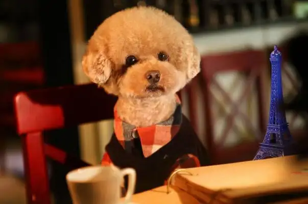 The seven types of dogs that don't lose hair, they're light, they're perfect for the family
