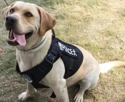 You want to have a police dog? The first retired police dogs in Shanghai are open for adoption