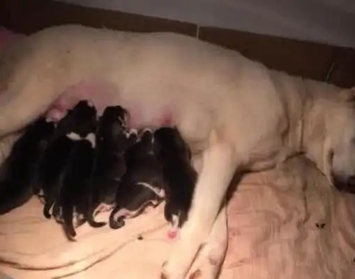 A young man saved a big white dog, and a half-year later, a little milk dog cried out: this isn't the 2-Ha ha Army