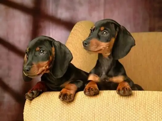 The seven types of dogs that don't lose hair, they're light, they're perfect for the family