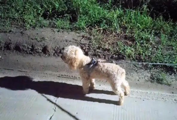 Two years after the dog got lost, one year later he found his own way home