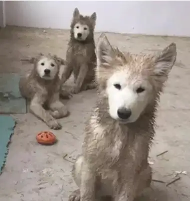 Dogs used to play in the mud, but the only thing they could do was clean and clean