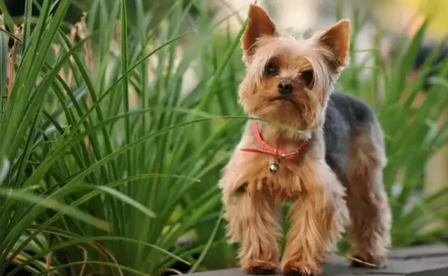The seven types of dogs that don't lose hair, they're light, they're perfect for the family