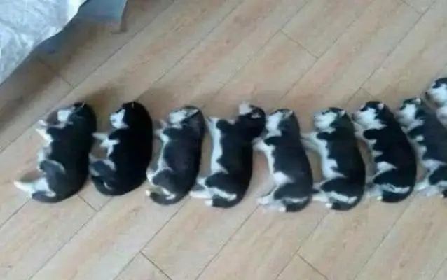 A young man saved a big white dog, and a half-year later, a little milk dog cried out: this isn't the 2-Ha ha Army