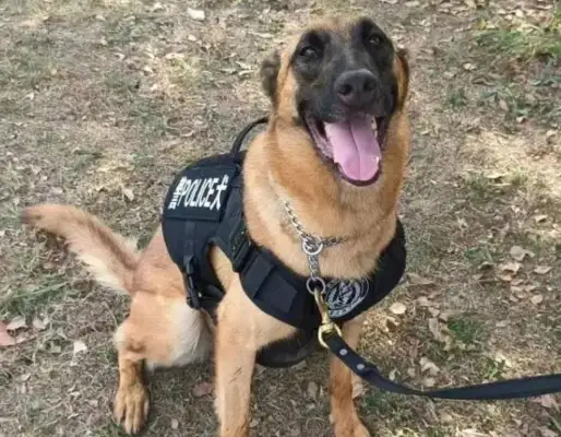You want to have a police dog? The first retired police dogs in Shanghai are open for adoption