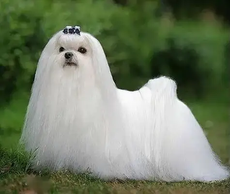 The seven types of dogs that don't lose hair, they're light, they're perfect for the family