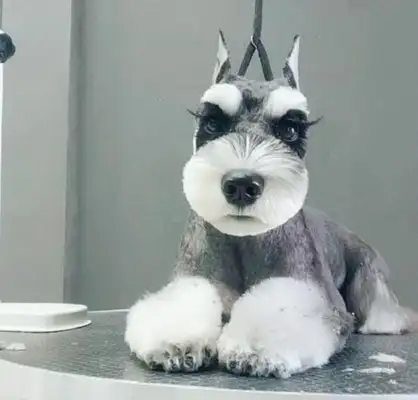 The master made the dog beautiful, long eyelashes, and the big dog turned into an aunt