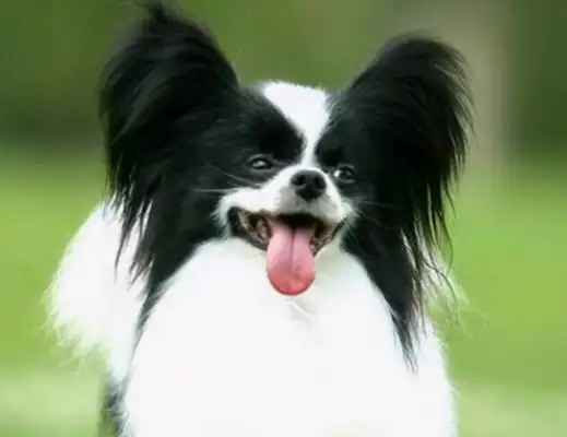 The seven types of dogs that don't lose hair, they're light, they're perfect for the family