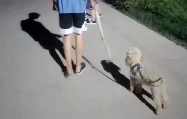 Two years after the dog got lost, one year later he found his own way home