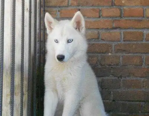 A young man saved a big white dog, and a half-year later, a little milk dog cried out: this isn't the 2-Ha ha Army