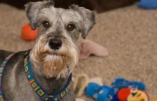 The seven types of dogs that don't lose hair, they're light, they're perfect for the family