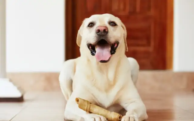 What does the owner do without his pet dog? That's five things, Squawk. Last one's good. Heart