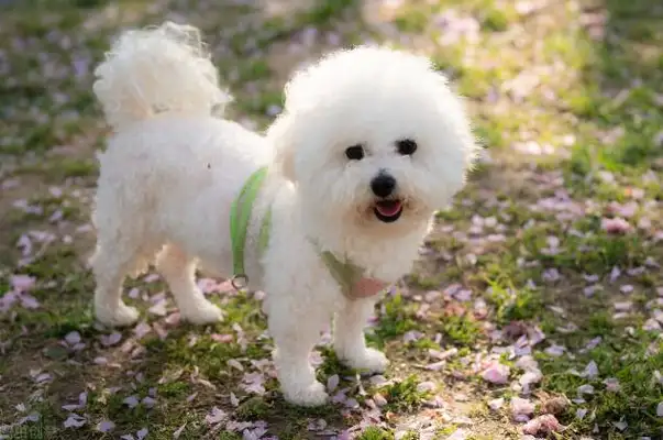 The seven types of dogs that don't lose hair, they're light, they're perfect for the family