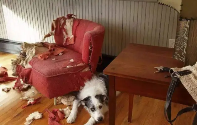 What does the owner do without his pet dog? That's five things, Squawk. Last one's good. Heart