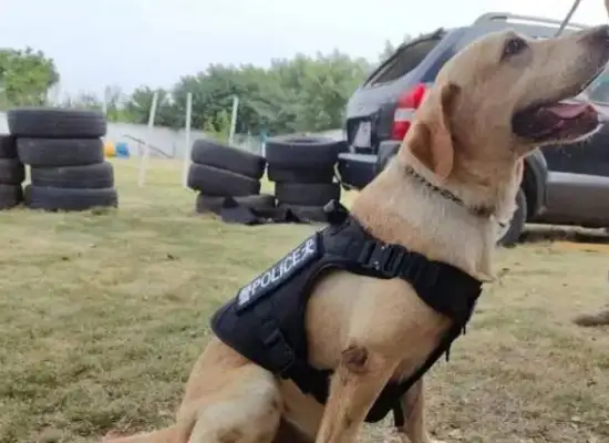 You want to have a police dog? The first retired police dogs in Shanghai are open for adoption