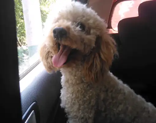 Two years after the dog got lost, one year later he found his own way home