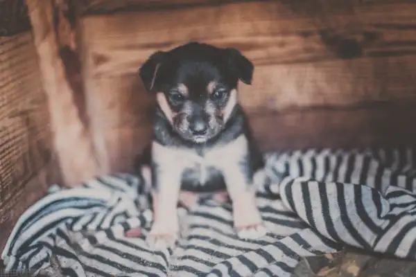 What does the owner do without his pet dog? That's five things, Squawk. Last one's good. Heart