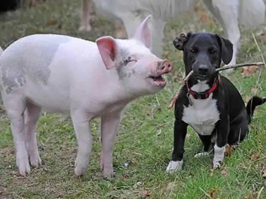 Dogs often sneak out, and when the master finds it, it's a big laugh