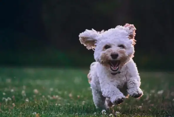 Dog behavior: Why are dogs being called low-profile