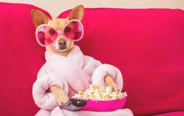 What does the owner do without his pet dog? That's five things, Squawk. Last one's good. Heart