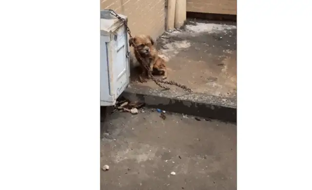 The dog was chained to the corner of the block, shivering in the rain, and the good man found his master and said #8230;