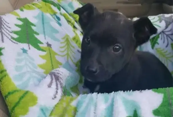 The poor dog was left in the box at the school door, and there were notes explaining the reason
